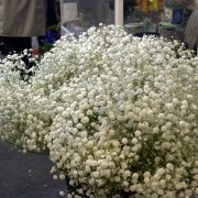 Jilly's Flowers Cardigan Guildhall Market / Marchnad Neuadd y Dref Aberteifi image 7